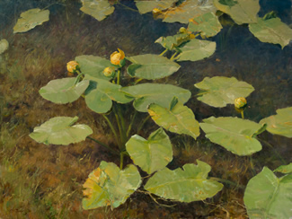 'Water Lillies' by Clyde Aspevig